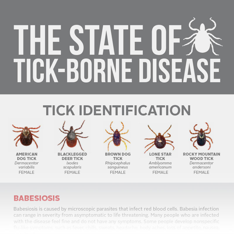 New Tick Disease 2025 Milly Virginie