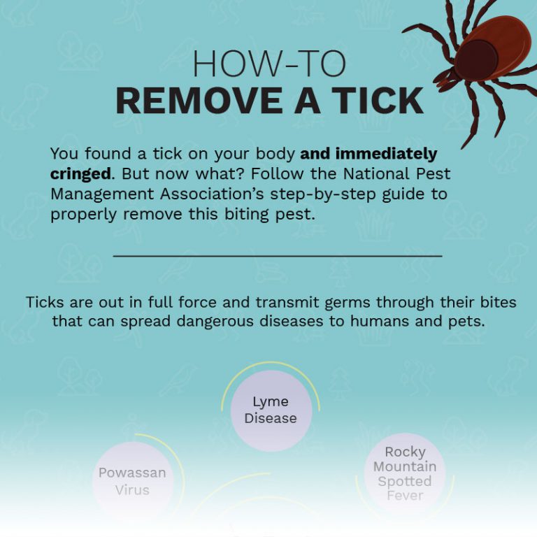 Tick Talk Infographics about Tickborne Disease and Removing a Tick