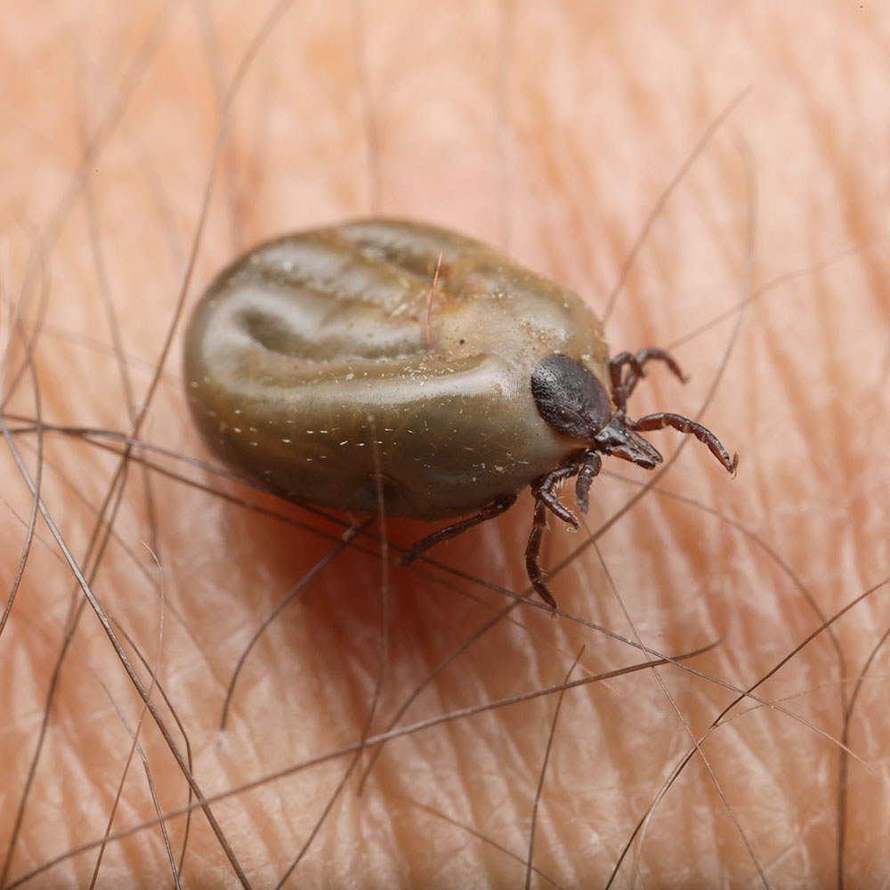 what happens when dog ticks bite humans